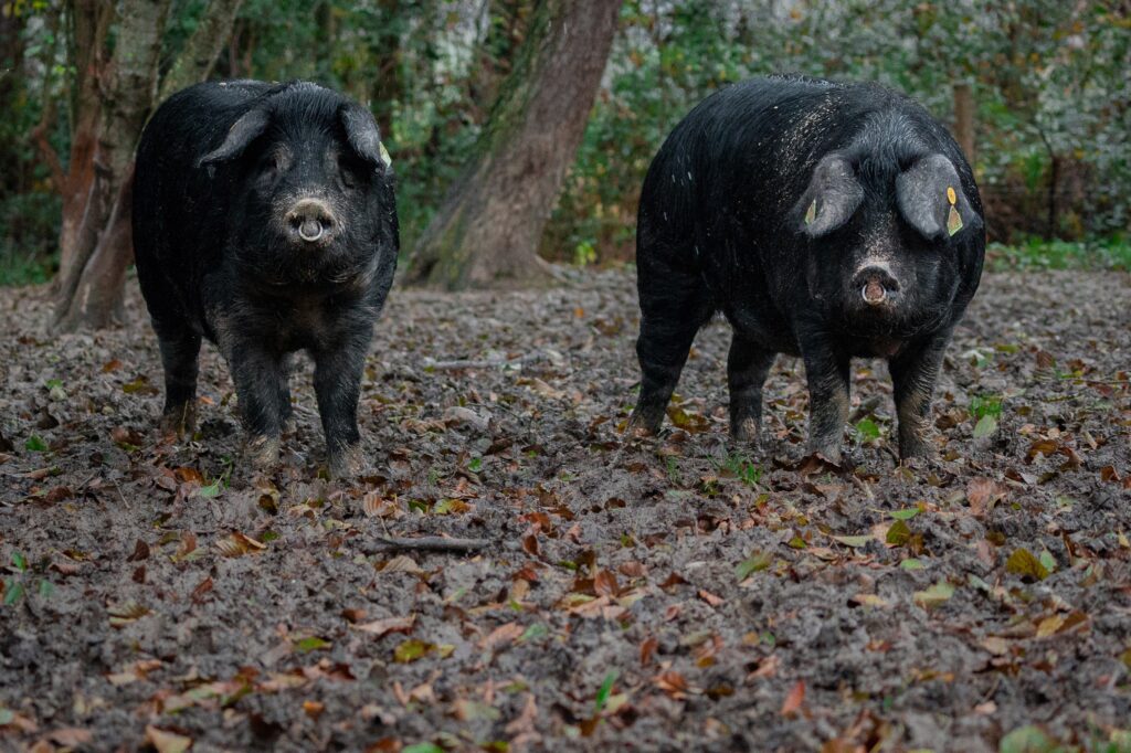 Porc Noir de Bigorre en sous-bois