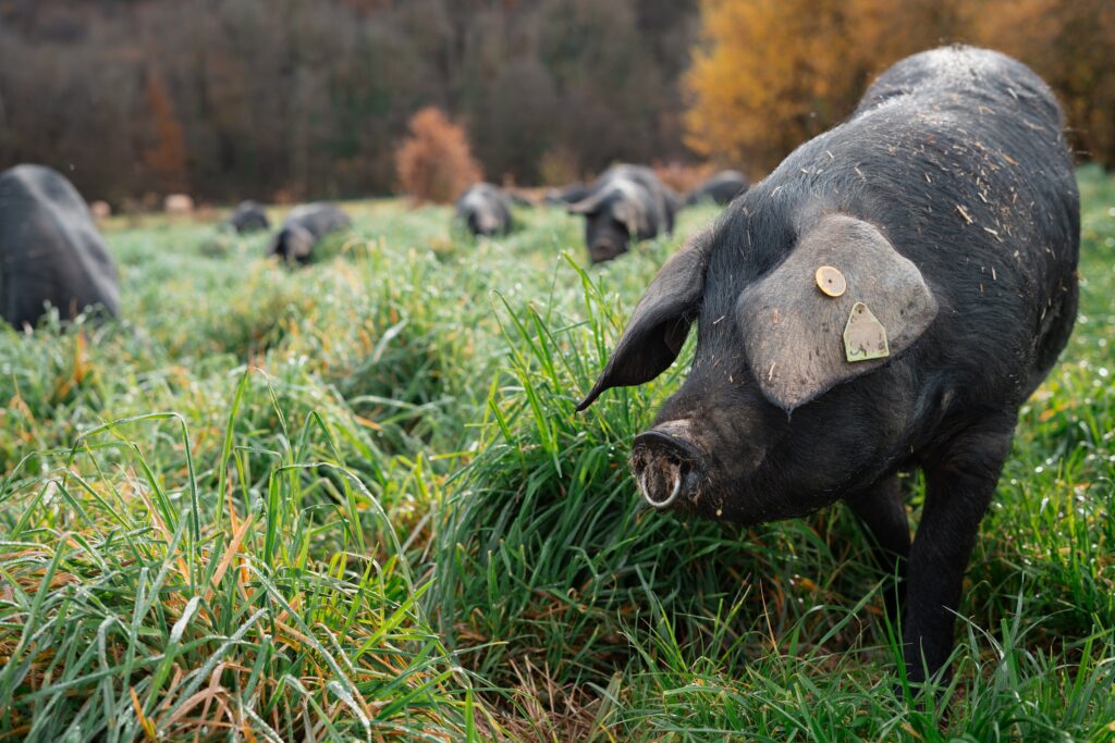 Porc Noir de Bigorre en liberté