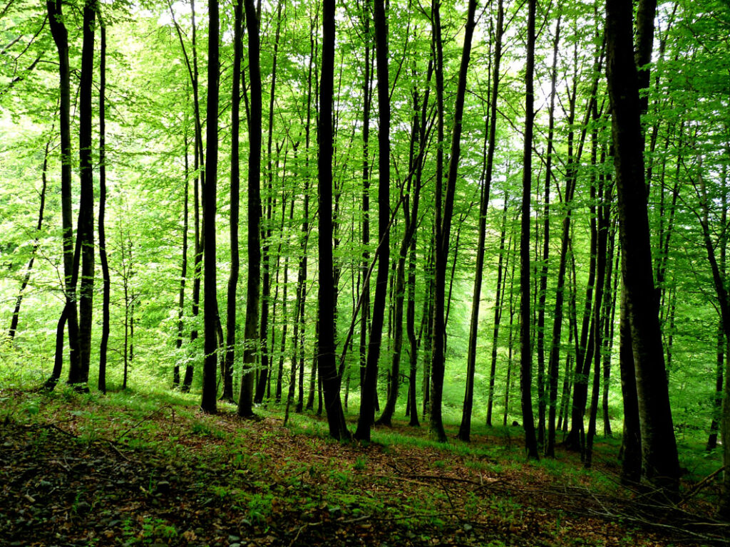 Forêt au Cœur des Pyrénées Neste Baronnies - Crédit Francis Ferran