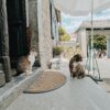 Chats de Chez Félicat - Avezac - Hautes-Pyrénées (65)