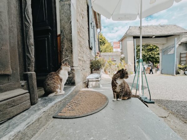 Chats de Chez Félicat - Avezac - Hautes-Pyrénées (65)