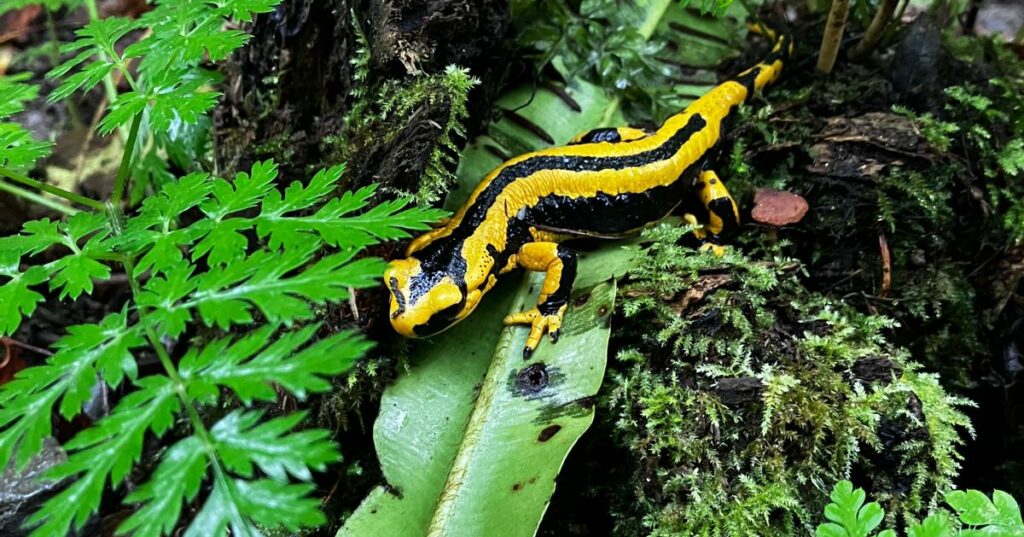 Salamandre tachetée à la Gourgue d'Asque