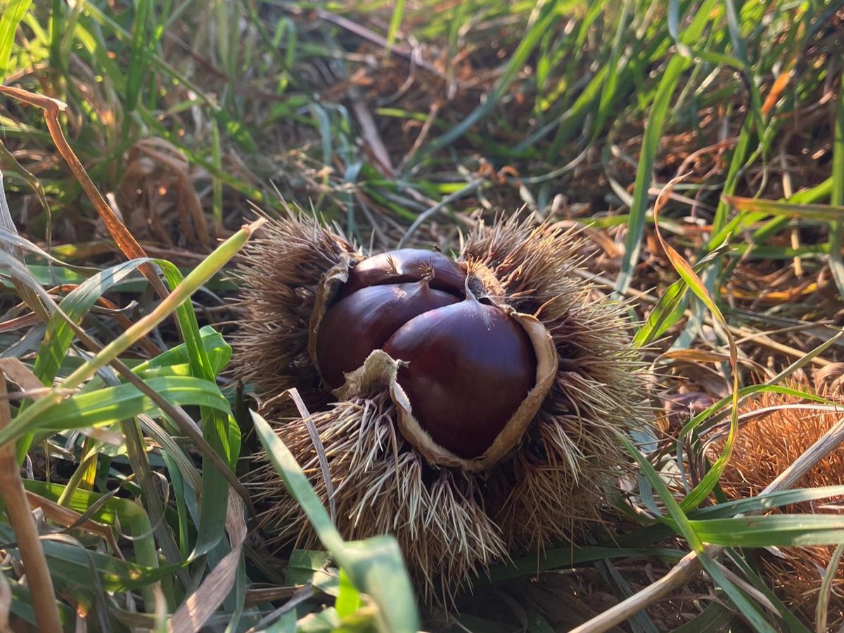 5 façons de profiter de l’automne au Cœur des Pyrénées – Image 2